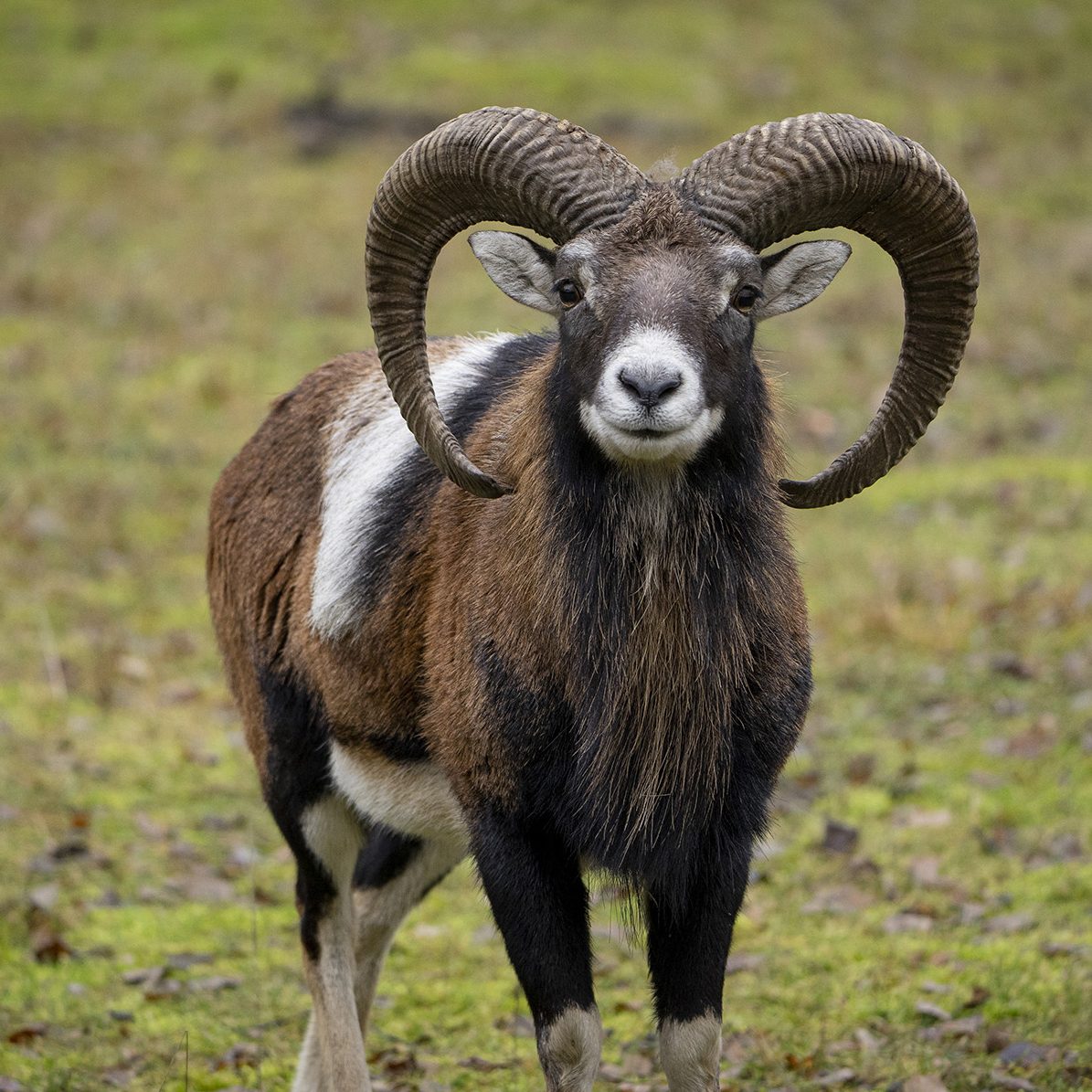 Mouflon-cuadrada