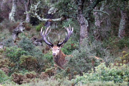 Iberian Red-Stag