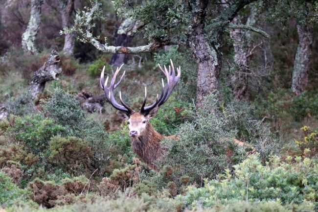Iberian Red-Stag