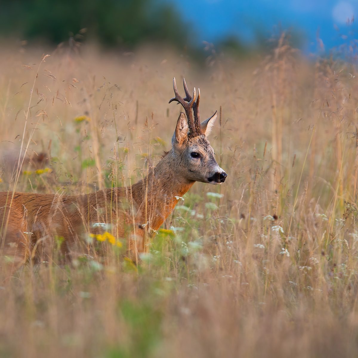Roe deer walking in tall grass in summer nature
