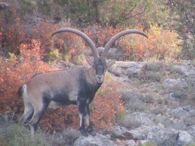 Ibex II